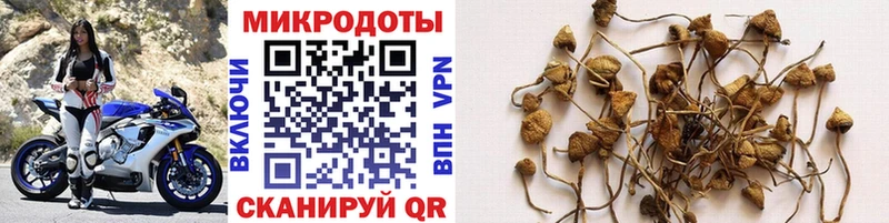 Галлюциногенные грибы мухоморы  купить наркоту  Каргополь 